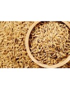 Satvik Gehu Ke Dhan Ke Beej (Wheat Paddy Seeds), 100g For Puja & Religious Purposes